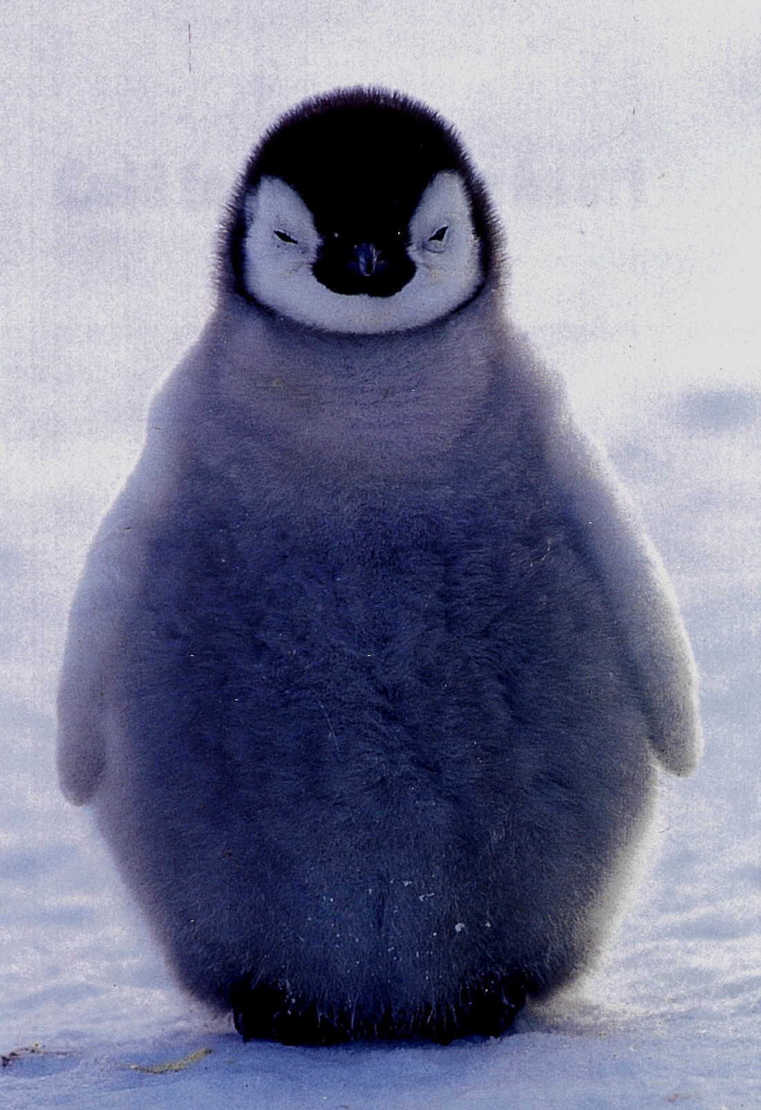 kathrynpirmantgen.jpg